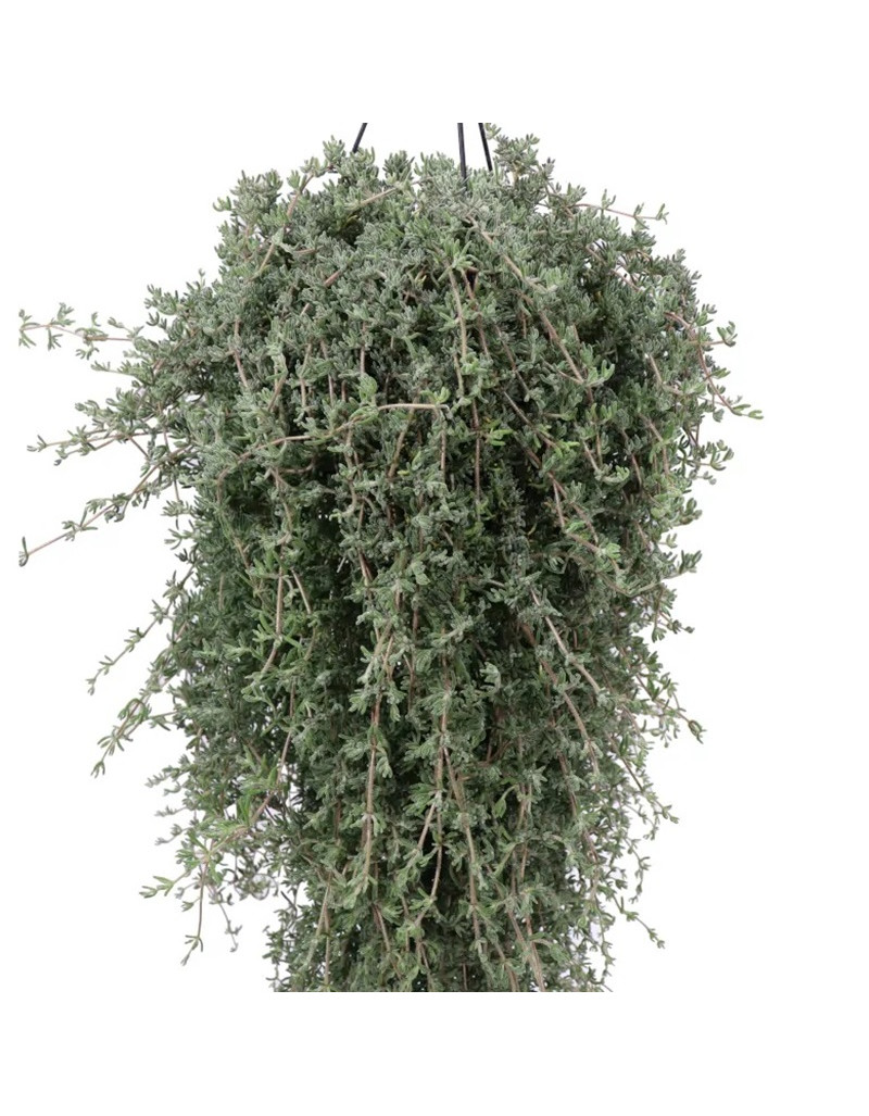 DROSANTHEMUM HISPIDUM -... DROSANTHEMUM HISPIDUM -...